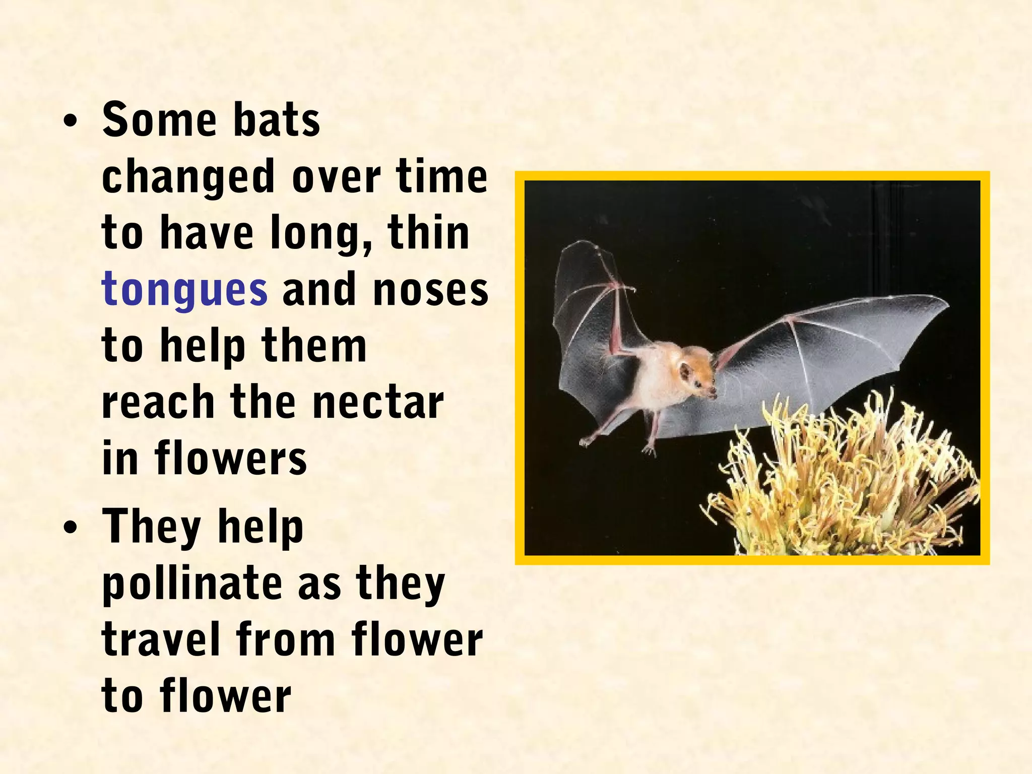 • Some bats
changed over time
to have long, thin
tongues and noses
to help them
reach the nectar
in flowers
• They help
pollinate as they
travel from flower
to flower
 