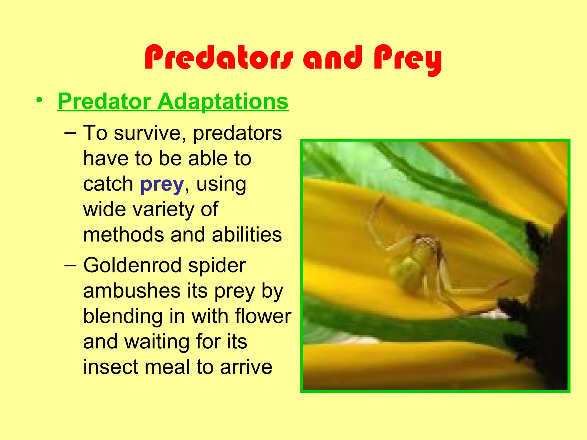 Predators and Prey
• Predator Adaptations
– To survive, predators
have to be able to
catch prey, using
wide variety of
methods and abilities
– Goldenrod spider
ambushes its prey by
blending in with flower
and waiting for its
insect meal to arrive
 
