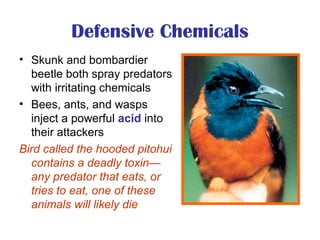 Defensive Chemicals
• Skunk and bombardier
beetle both spray predators
with irritating chemicals
• Bees, ants, and wasps
inject a powerful acid into
their attackers
Bird called the hooded pitohui
contains a deadly toxin—
any predator that eats, or
tries to eat, one of these
animals will likely die
 