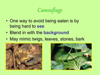 Camouflage
• One way to avoid being eaten is by
being hard to see
• Blend in with the background
• May mimic twigs, leaves, stones, bark
 