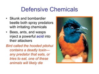 Defensive Chemicals
• Skunk and bombardier
beetle both spray predators
with irritating chemicals
• Bees, ants, and wasps
inject a powerful acid into
their attackers
Bird called the hooded pitohui
contains a deadly toxin—
any predator that eats, or
tries to eat, one of these
animals will likely die
 