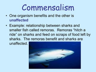 Commensalism
• One organism benefits and the other is
unaffected
• Example: relationship between sharks and
smaller fish called remoras. Remoras “hitch a
ride” on sharks and feed on scraps of food left by
sharks. The remoras benefit and sharks are
unaffected.
 