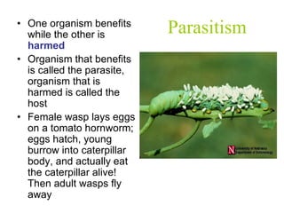 Parasitism• One organism benefits
while the other is
harmed
• Organism that benefits
is called the parasite,
organism that is
harmed is called the
host
• Female wasp lays eggs
on a tomato hornworm;
eggs hatch, young
burrow into caterpillar
body, and actually eat
the caterpillar alive!
Then adult wasps fly
away
 