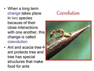 Coevolution
• When a long term
change takes place
in two species
because of their
close interactions
with one another, this
change is called
coevolution
• Ant and acacia tree
ant protects tree and
tree has special
structures that make
food for ants
 