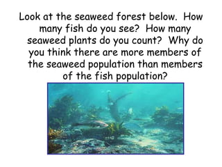 Look at the seaweed forest below. How
many fish do you see? How many
seaweed plants do you count? Why do
you think there are more members of
the seaweed population than members
of the fish population?
 