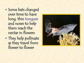 • Some bats changed
over time to have
long, thin tongues
and noses to help
them reach the
nectar in flowers
• They help pollinate
as they travel from
flower to flower
 