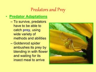 Predators and Prey
• Predator Adaptations
– To survive, predators
have to be able to
catch prey, using
wide variety of
methods and abilities
– Goldenrod spider
ambushes its prey by
blending in with flower
and waiting for its
insect meal to arrive
 