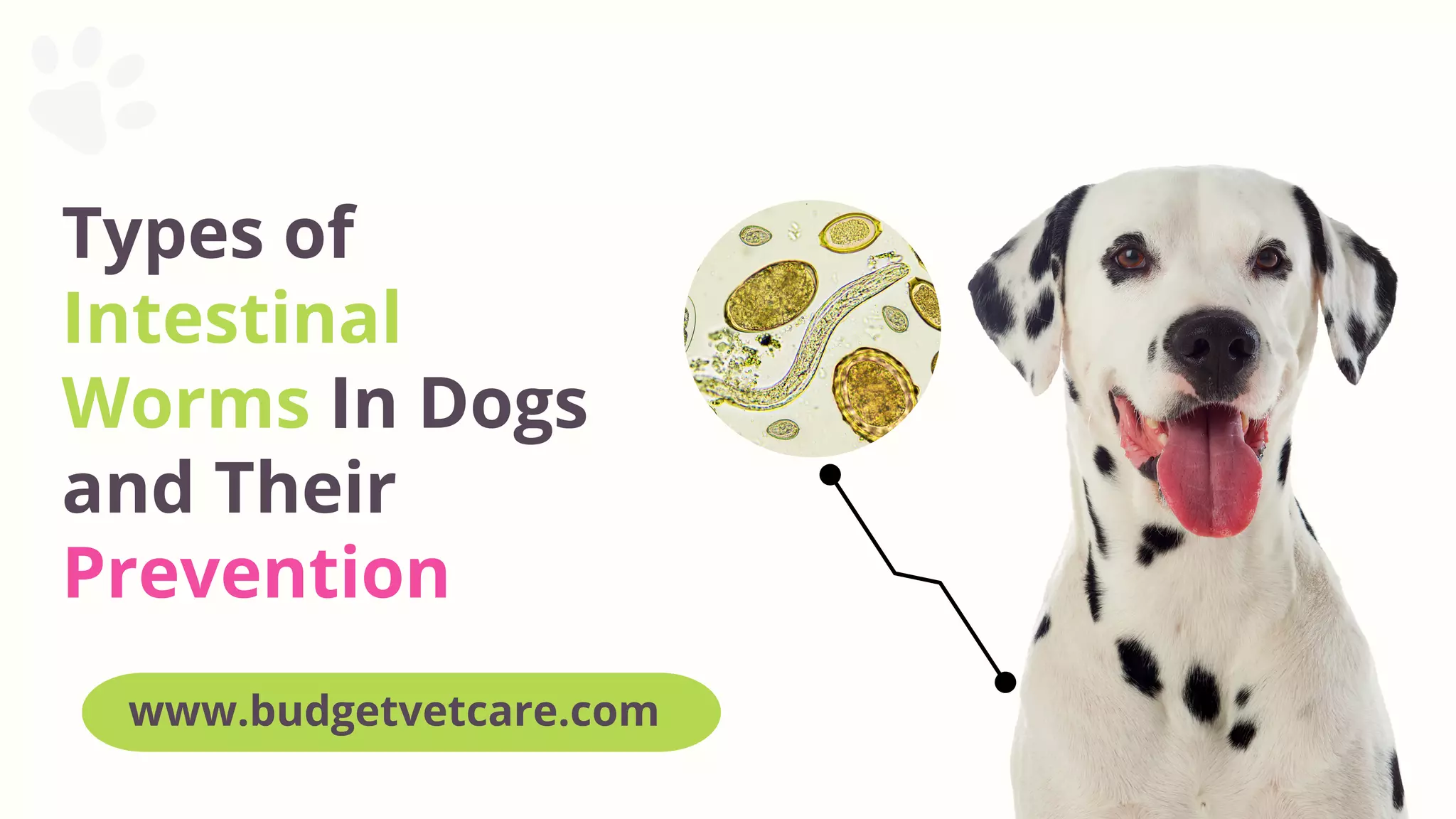 Types of Intestinal Worms In Dogs and Their Prevention PPT
