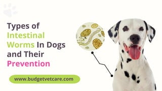 Types of
Intestinal
Worms In Dogs
and Their
Prevention
www.budgetvetcare.com
 