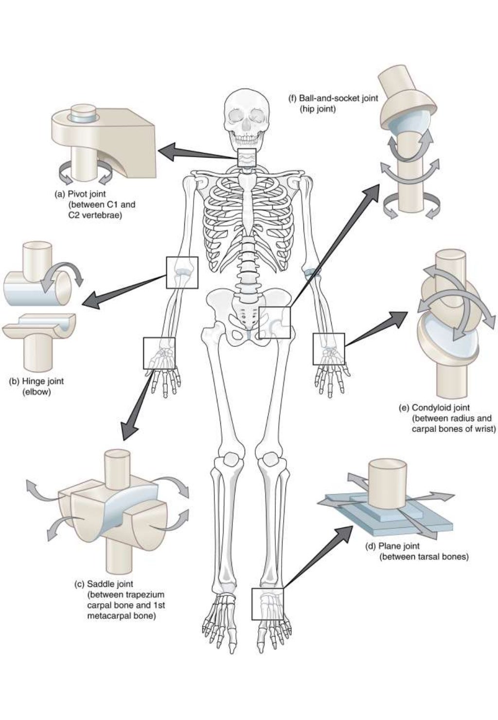 types-of-joint-worksheet