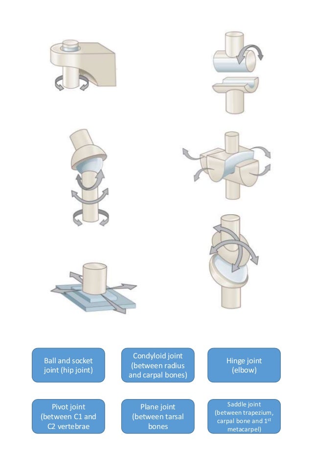Types of joint worksheet