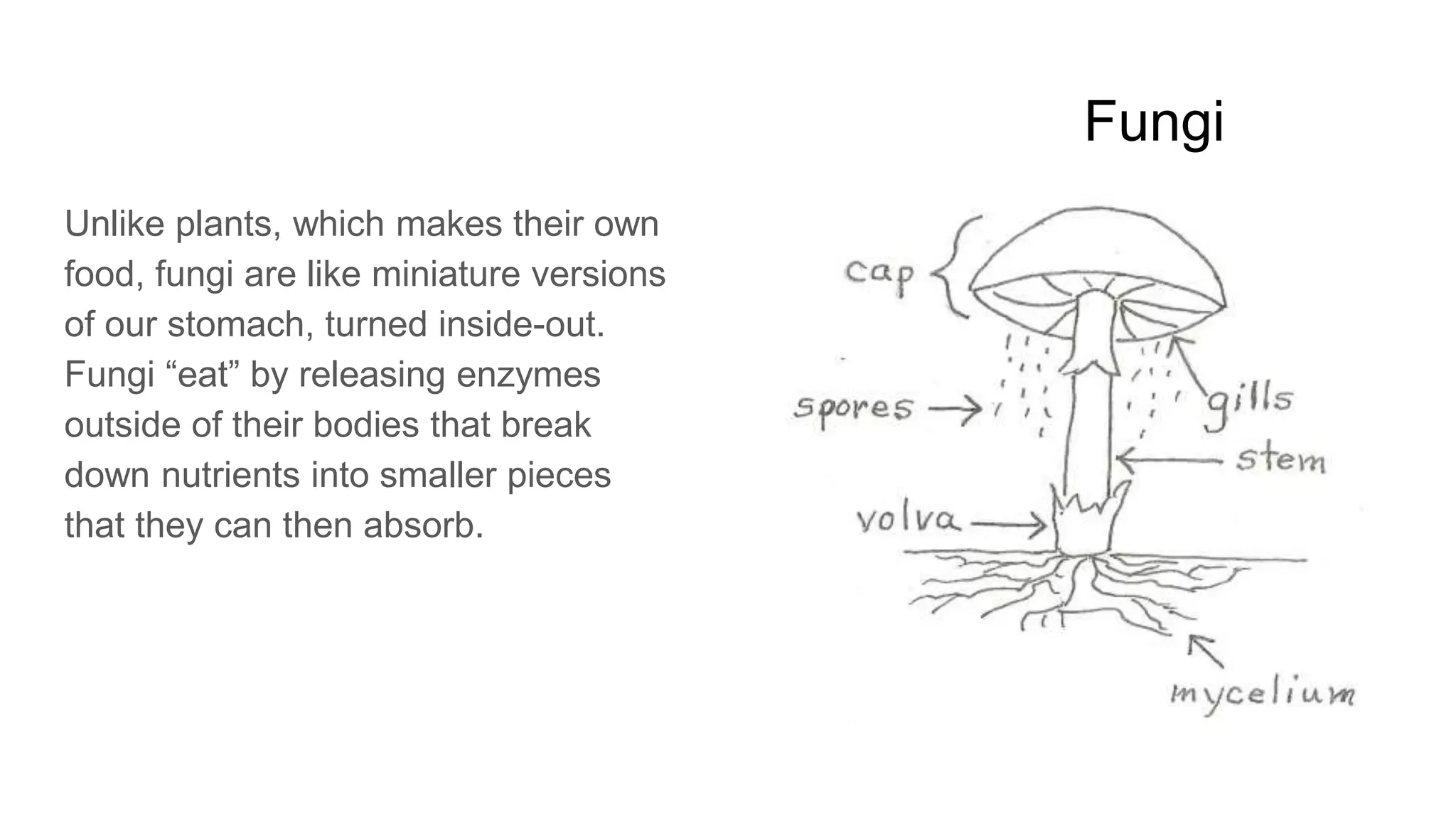 Fungi
Unlike plants, which makes their own
food, fungi are like miniature versions
of our stomach, turned inside-out.
Fungi “eat” by releasing enzymes
outside of their bodies that break
down nutrients into smaller pieces
that they can then absorb.