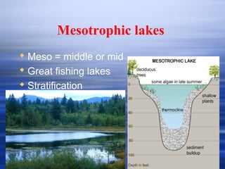 Mesotrophic Lake