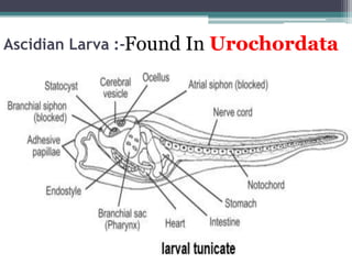 Ascidian Larva :-Found In Urochordata
 