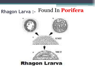 Rhagon Larva :- Found In Porifera
 