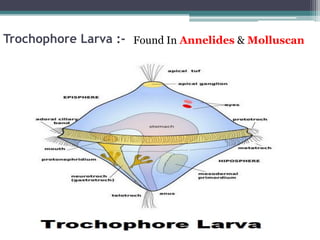 Trochophore Larva :- Found In Annelides & Molluscan
 