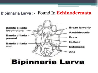 Bipinnaria Larva :- Found In Echinodermata
 