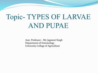 Topic- TYPES OF LARVAE
AND PUPAE
Asst. Professor – Mr. Jagmeet Singh
Department of Entomology
University College of Agriculture
 