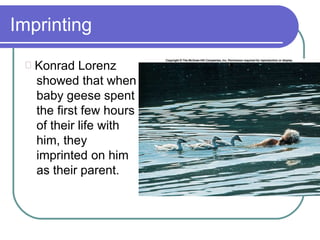 Imprinting
Konrad Lorenz
showed that when
baby geese spent
the first few hours
of their life with
him, they
imprinted on him
as their parent.
 