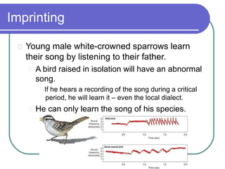 Imprinting
Young male white-crowned sparrows learn
their song by listening to their father.
A bird raised in isolation will have an abnormal
song.
If he hears a recording of the song during a critical
period, he will learn it – even the local dialect.
He can only learn the song of his species.
 