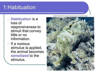 1:Habituation
Habituation is a
loss of
responsiveness to
stimuli that convey
little or no
information.
If a noxious
stimulus is applied,
the animal becomes
sensitized to the
stimulus.
 