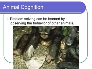 Animal Cognition
Problem solving can be learned by
observing the behavior of other animals.
 