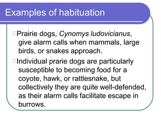 Examples of habituation
Prairie dogs, Cynomys ludovicianus,
give alarm calls when mammals, large
birds, or snakes approach.
Individual prarie dogs are particularly
susceptible to becoming food for a
coyote, hawk, or rattlesnake, but
collectively they are quite well-defended,
as their alarm calls facilitate escape in
burrows.
 