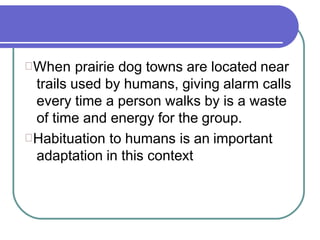 When prairie dog towns are located near
trails used by humans, giving alarm calls
every time a person walks by is a waste
of time and energy for the group.
Habituation to humans is an important
adaptation in this context
 