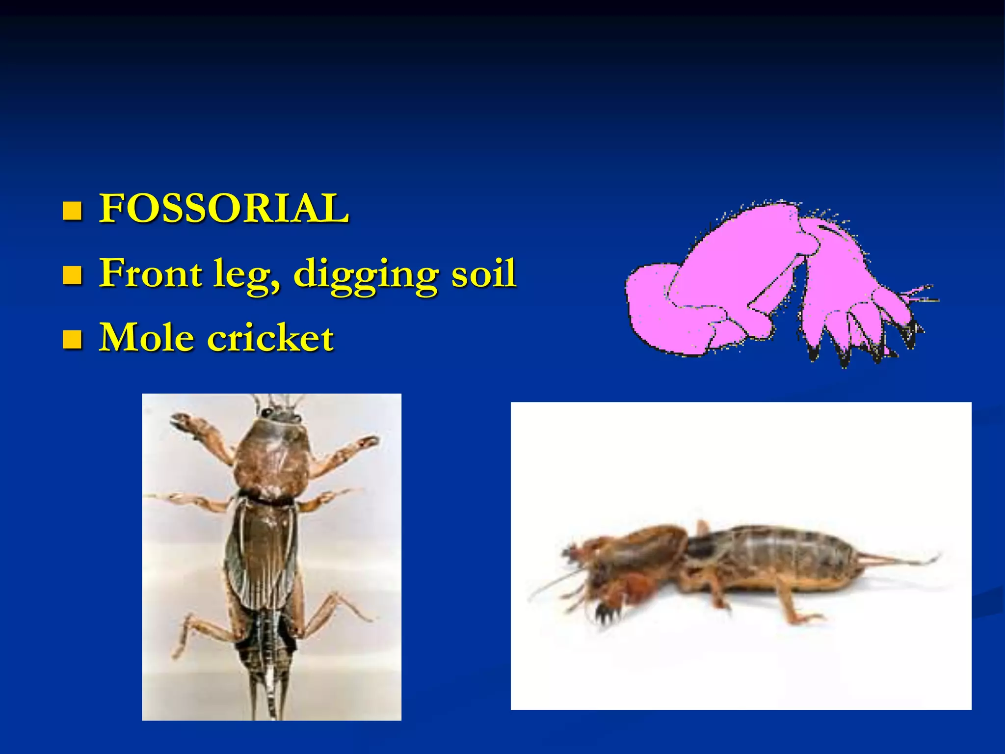 legs types in insects.ppt