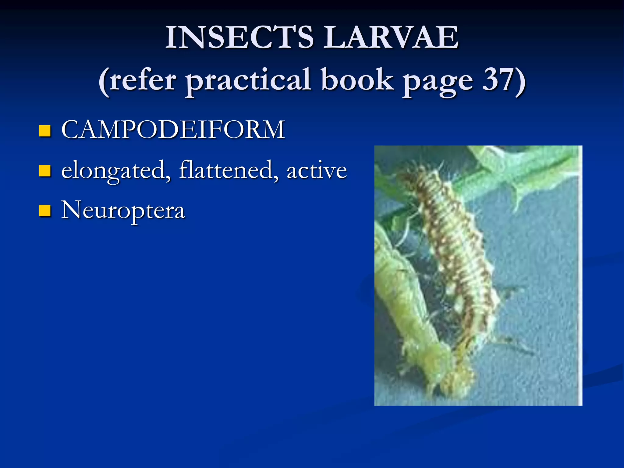 legs types in insects.ppt