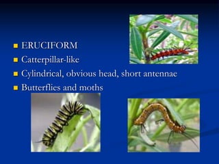  ERUCIFORM
 Catterpillar-like
 Cylindrical, obvious head, short antennae
 Butterflies and moths
 