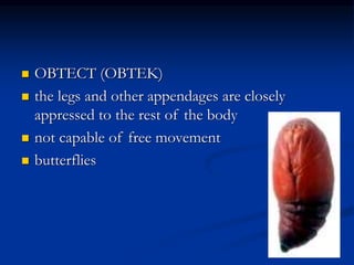  OBTECT (OBTEK)
 the legs and other appendages are closely
appressed to the rest of the body
 not capable of free movement
 butterflies
 