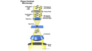 Transition Light Microscope Types of light microscopy | PPTX