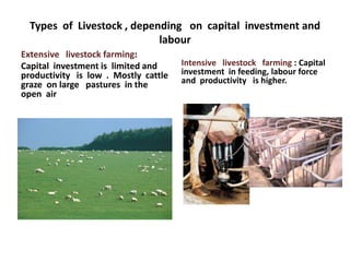 Types of Livestock , depending on capital investment and
                            labour
Extensive livestock farming:
Capital investment is limited and     Intensive livestock farming : Capital
productivity is low . Mostly cattle   investment in feeding, labour force
graze on large pastures in the        and productivity is higher.
open air
 