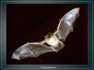 Flying Mammal 