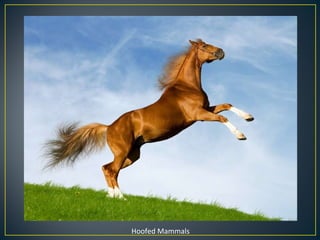 Hoofed Mammals 