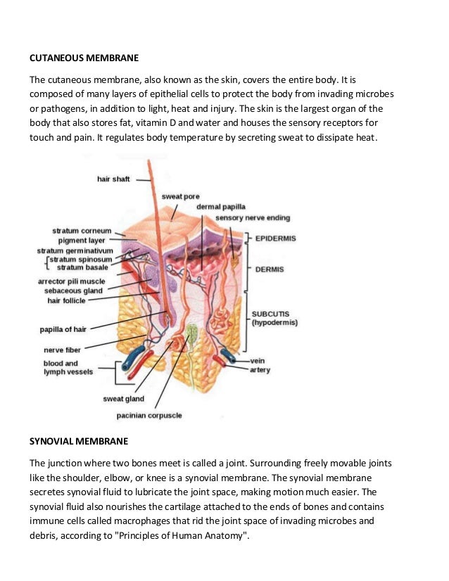 Types of membranes in human body