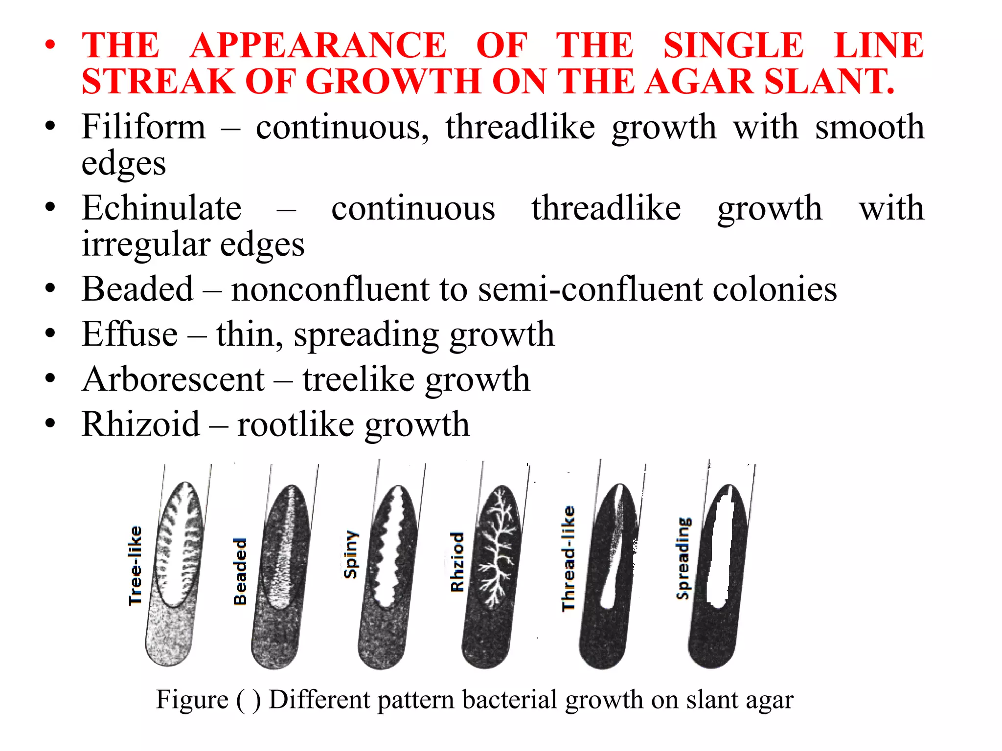 • THE APPEARANCE OF THE SINGLE LINE
STREAK OF GROWTH ON THE AGAR SLANT.
• Filiform – continuous, threadlike growth with smooth
edges
• Echinulate – continuous threadlike growth with
irregular edges
• Beaded – nonconfluent to semi-confluent colonies
• Effuse – thin, spreading growth
• Arborescent – treelike growth
• Rhizoid – rootlike growth
Figure ( ) Different pattern bacterial growth on slant agar
 