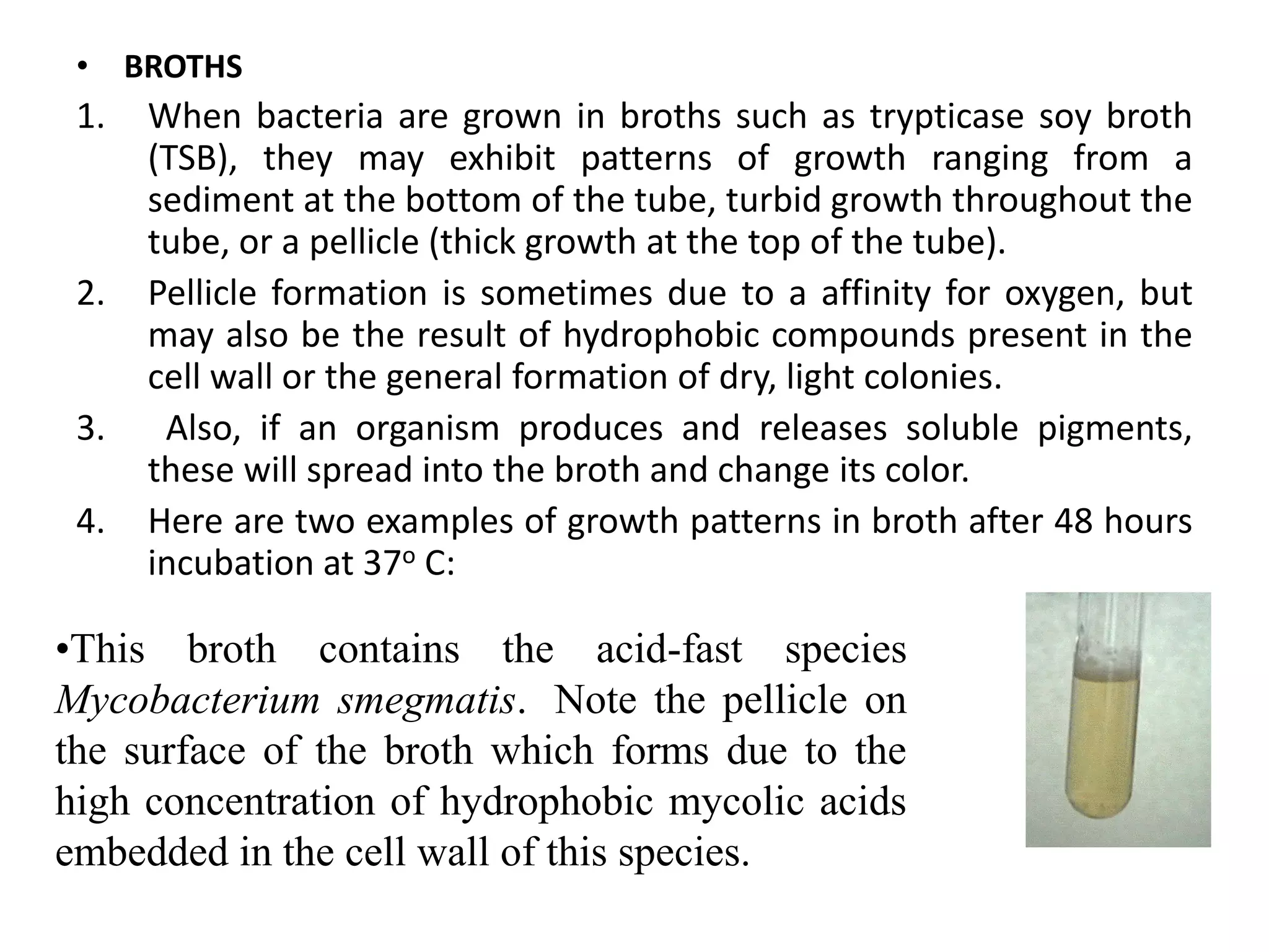 • BROTHS
1. When bacteria are grown in broths such as trypticase soy broth
(TSB), they may exhibit patterns of growth ranging from a
sediment at the bottom of the tube, turbid growth throughout the
tube, or a pellicle (thick growth at the top of the tube).
2. Pellicle formation is sometimes due to a affinity for oxygen, but
may also be the result of hydrophobic compounds present in the
cell wall or the general formation of dry, light colonies.
3. Also, if an organism produces and releases soluble pigments,
these will spread into the broth and change its color.
4. Here are two examples of growth patterns in broth after 48 hours
incubation at 37o C:
•This broth contains the acid-fast species
Mycobacterium smegmatis. Note the pellicle on
the surface of the broth which forms due to the
high concentration of hydrophobic mycolic acids
embedded in the cell wall of this species.
 