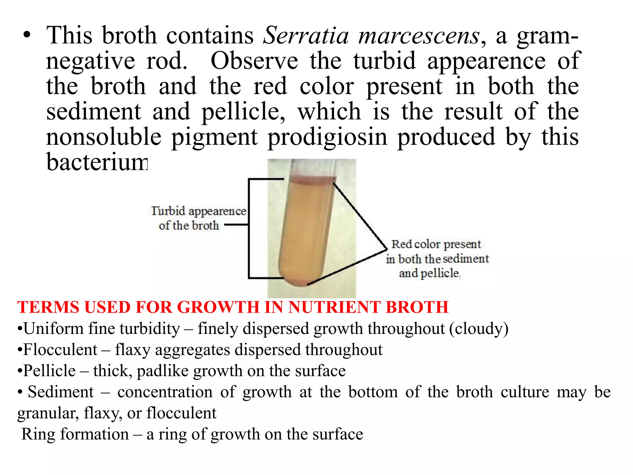 • This broth contains Serratia marcescens, a gram-
negative rod. Observe the turbid appearence of
the broth and the red color present in both the
sediment and pellicle, which is the result of the
nonsoluble pigment prodigiosin produced by this
bacterium.
TERMS USED FOR GROWTH IN NUTRIENT BROTH
•Uniform fine turbidity – finely dispersed growth throughout (cloudy)
•Flocculent – flaxy aggregates dispersed throughout
•Pellicle – thick, padlike growth on the surface
• Sediment – concentration of growth at the bottom of the broth culture may be
granular, flaxy, or flocculent
Ring formation – a ring of growth on the surface
 