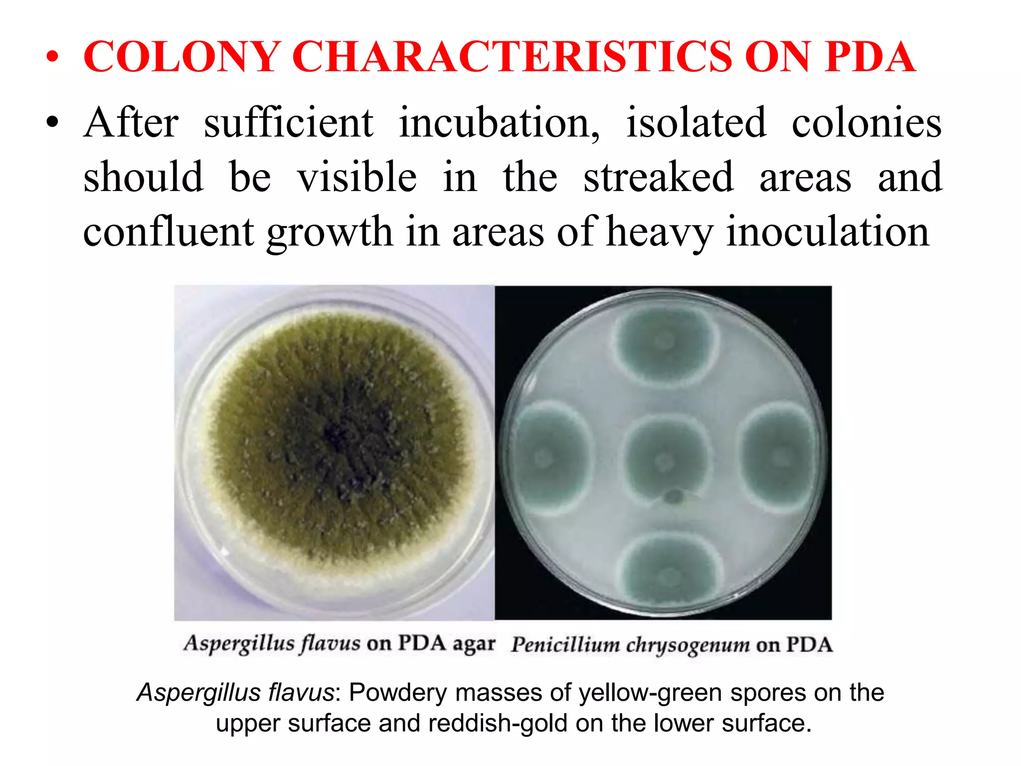 • COLONY CHARACTERISTICS ON PDA
• After sufficient incubation, isolated colonies
should be visible in the streaked areas and
confluent growth in areas of heavy inoculation
Aspergillus flavus: Powdery masses of yellow-green spores on the
upper surface and reddish-gold on the lower surface.
 