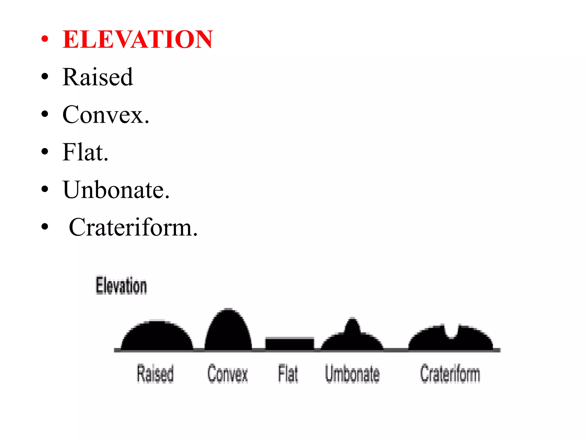 • ELEVATION
• Raised
• Convex.
• Flat.
• Unbonate.
• Crateriform.
 