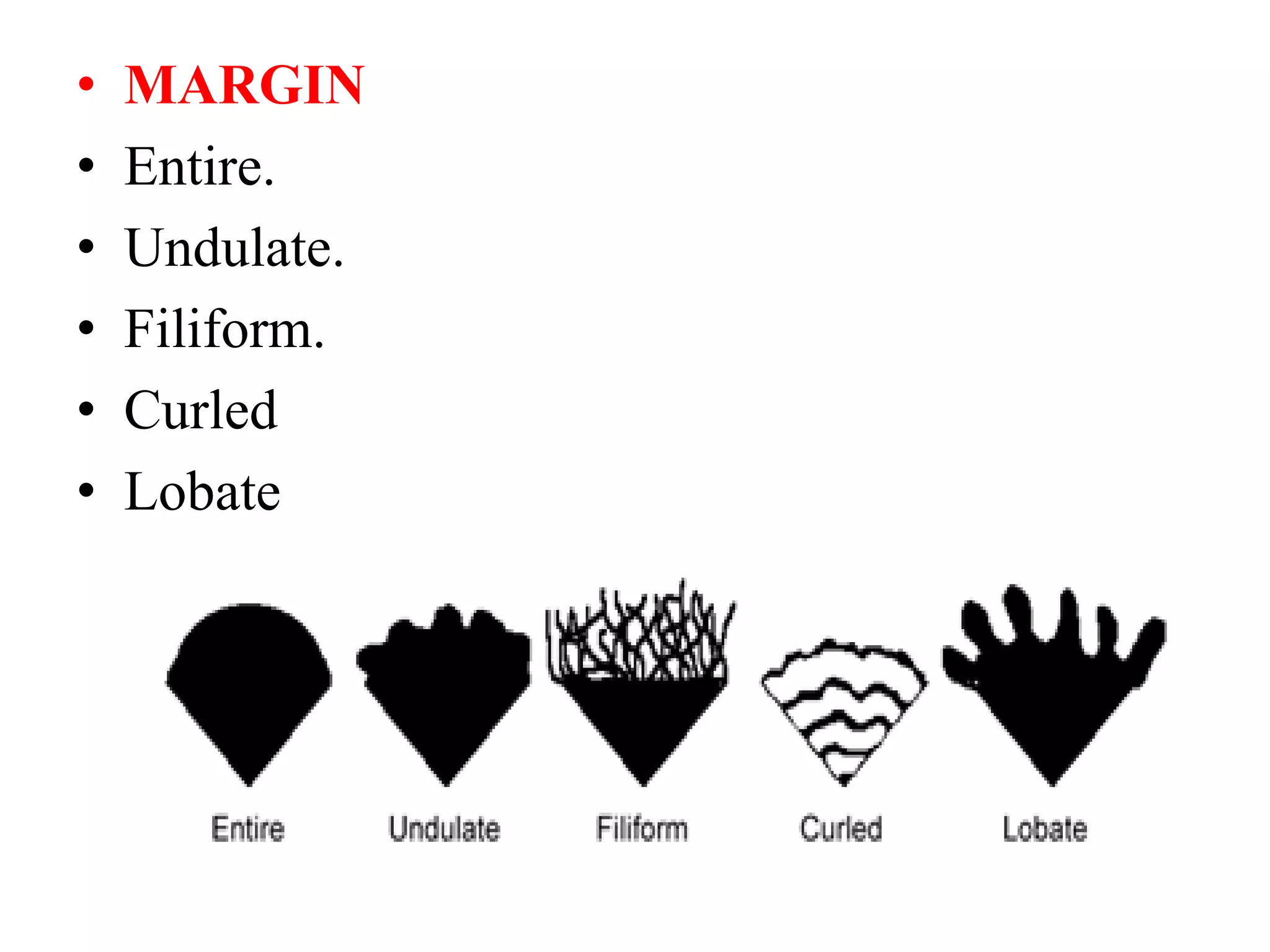 • MARGIN
• Entire.
• Undulate.
• Filiform.
• Curled
• Lobate
 