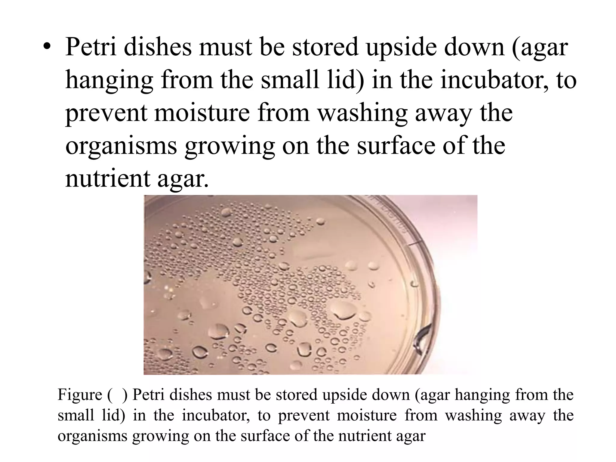 • Petri dishes must be stored upside down (agar
hanging from the small lid) in the incubator, to
prevent moisture from washing away the
organisms growing on the surface of the
nutrient agar.
Figure ( ) Petri dishes must be stored upside down (agar hanging from the
small lid) in the incubator, to prevent moisture from washing away the
organisms growing on the surface of the nutrient agar
 