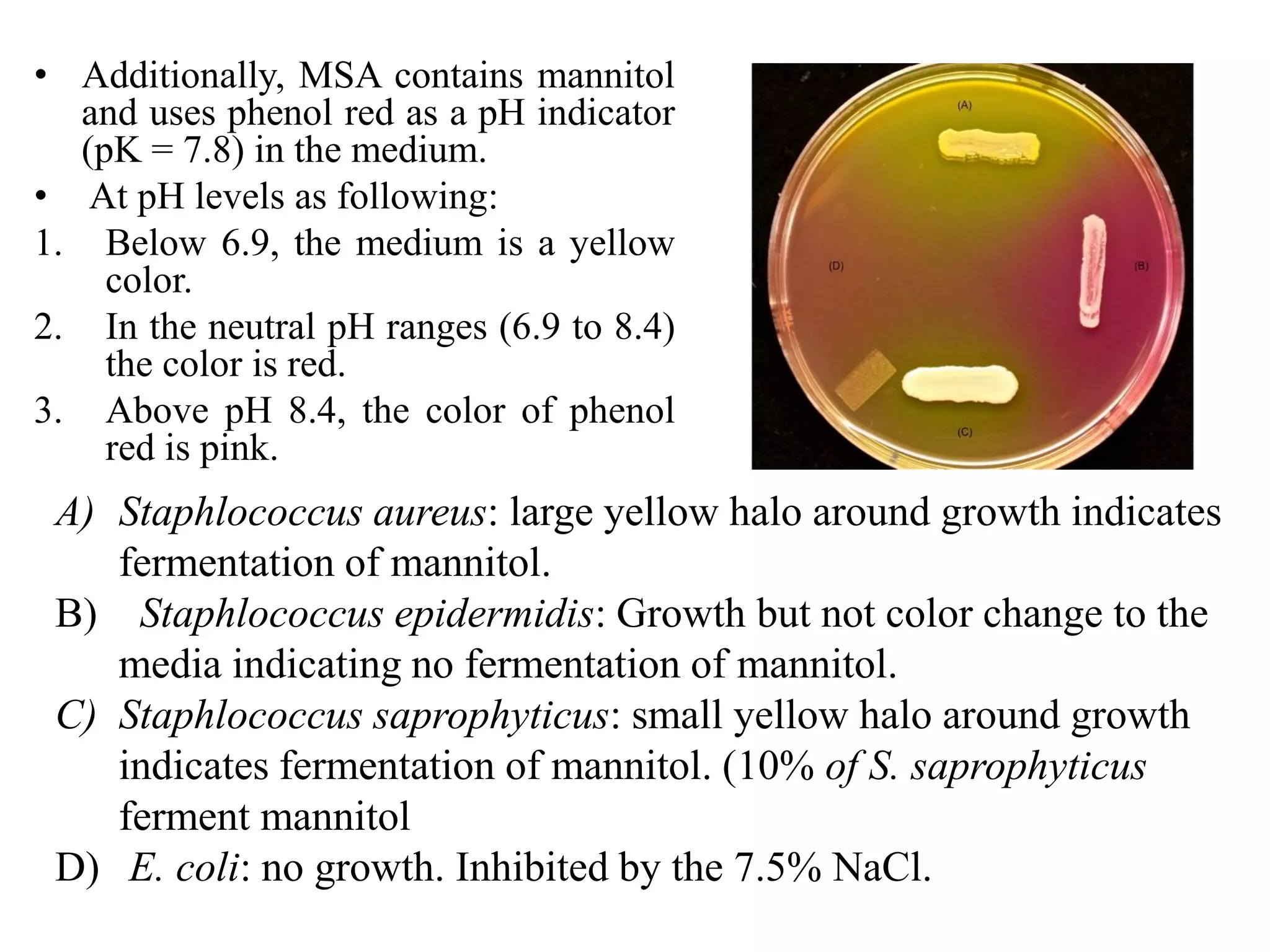 • Additionally, MSA contains mannitol
and uses phenol red as a pH indicator
(pK = 7.8) in the medium.
• At pH levels as following:
1. Below 6.9, the medium is a yellow
color.
2. In the neutral pH ranges (6.9 to 8.4)
the color is red.
3. Above pH 8.4, the color of phenol
red is pink.
A) Staphlococcus aureus: large yellow halo around growth indicates
fermentation of mannitol.
B) Staphlococcus epidermidis: Growth but not color change to the
media indicating no fermentation of mannitol.
C) Staphlococcus saprophyticus: small yellow halo around growth
indicates fermentation of mannitol. (10% of S. saprophyticus
ferment mannitol
D) E. coli: no growth. Inhibited by the 7.5% NaCl.
 
