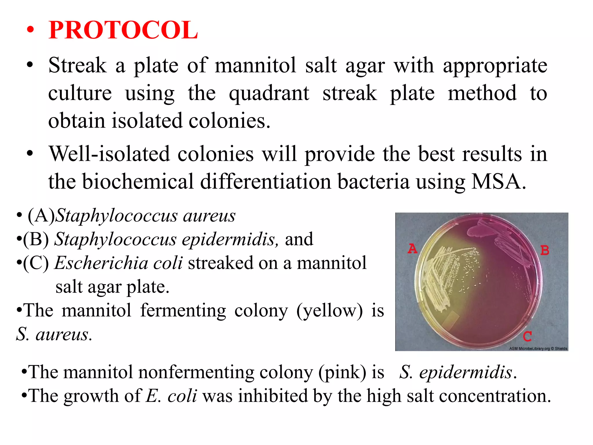 • PROTOCOL
• Streak a plate of mannitol salt agar with appropriate
culture using the quadrant streak plate method to
obtain isolated colonies.
• Well-isolated colonies will provide the best results in
the biochemical differentiation bacteria using MSA.
• (A)Staphylococcus aureus
•(B) Staphylococcus epidermidis, and
•(C) Escherichia coli streaked on a mannitol
salt agar plate.
•The mannitol fermenting colony (yellow) is
S. aureus.
•The mannitol nonfermenting colony (pink) is S. epidermidis.
•The growth of E. coli was inhibited by the high salt concentration.
 