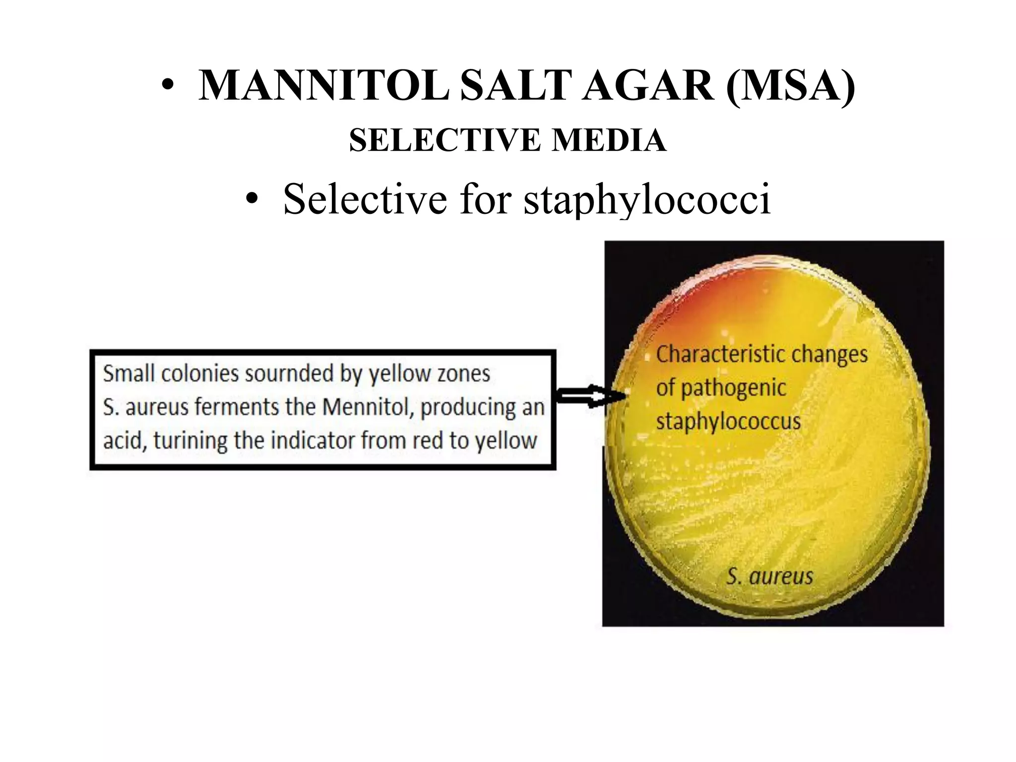 • MANNITOL SALT AGAR (MSA)
SELECTIVE MEDIA
• Selective for staphylococci
 
