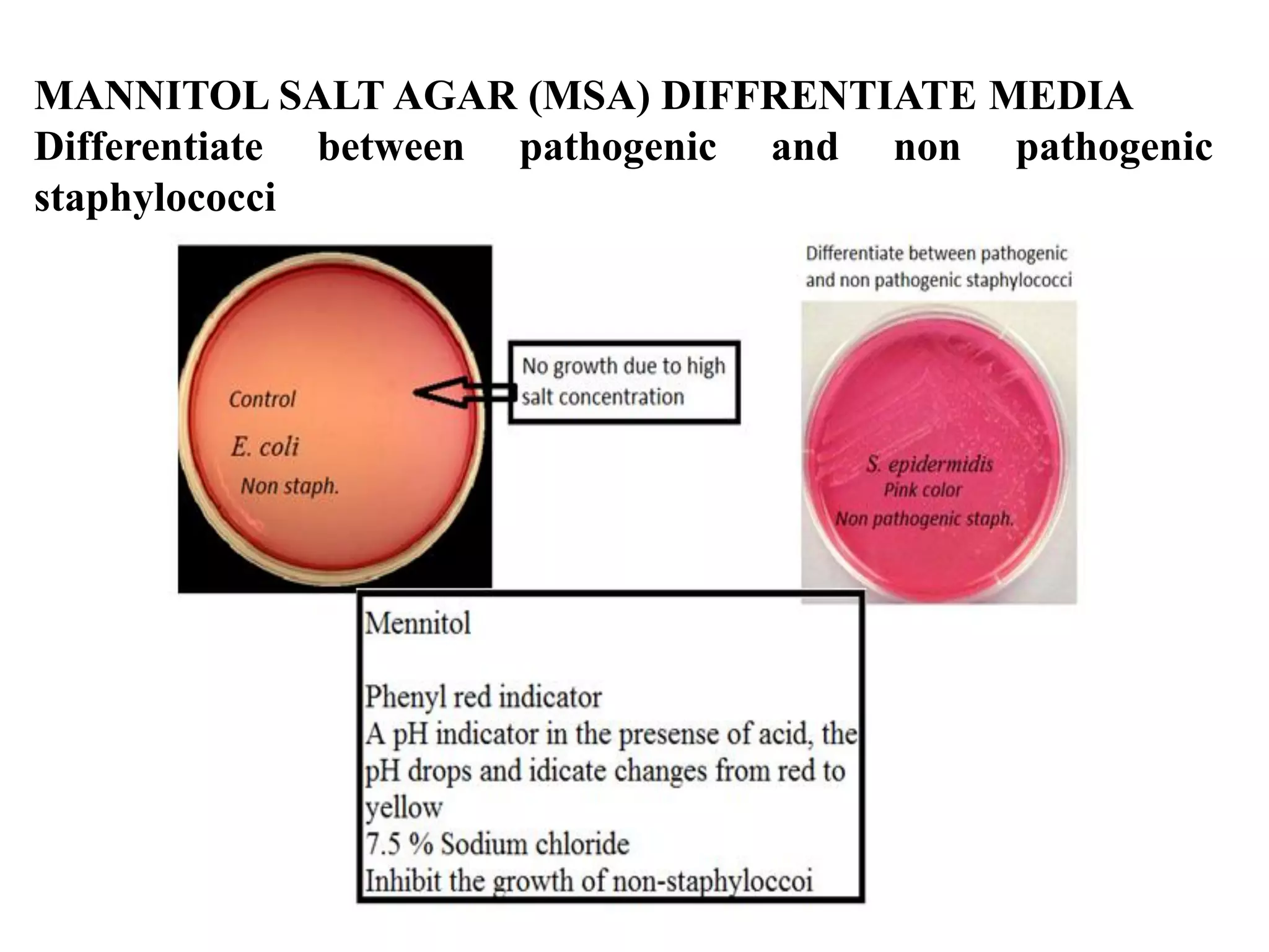 MANNITOL SALT AGAR (MSA) DIFFRENTIATE MEDIA
Differentiate between pathogenic and non pathogenic
staphylococci
 