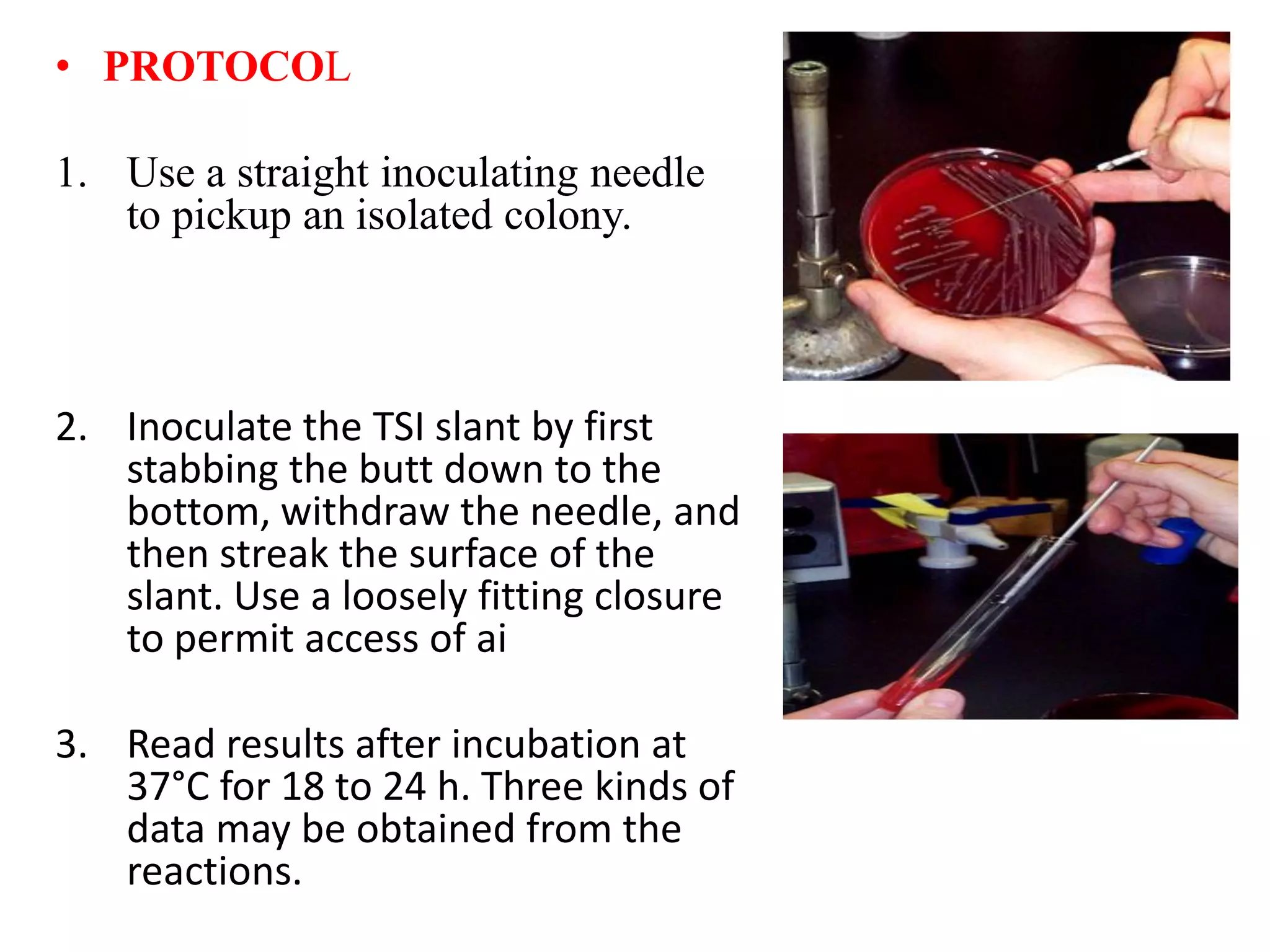 • PROTOCOL
1. Use a straight inoculating needle
to pickup an isolated colony.
2. Inoculate the TSI slant by first
stabbing the butt down to the
bottom, withdraw the needle, and
then streak the surface of the
slant. Use a loosely fitting closure
to permit access of ai
3. Read results after incubation at
37°C for 18 to 24 h. Three kinds of
data may be obtained from the
reactions.
 