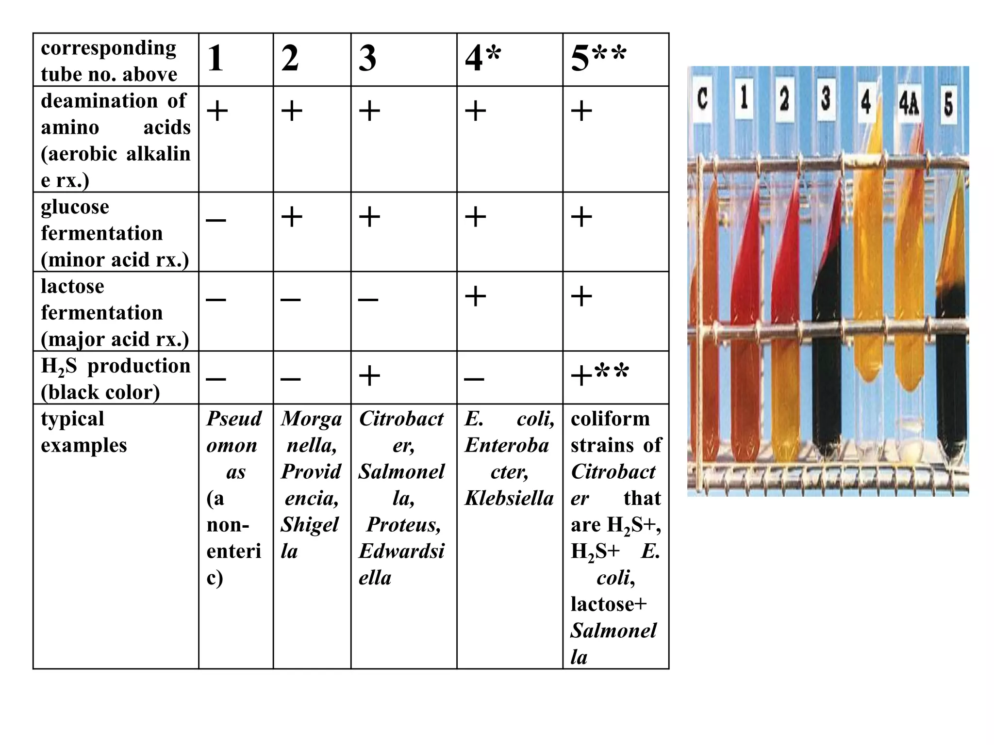 corresponding
tube no. above 1 2 3 4* 5**
deamination of
amino acids
(aerobic alkalin
e rx.)
+ + + + +
glucose
fermentation
(minor acid rx.)
– + + + +
lactose
fermentation
(major acid rx.)
– – – + +
H2S production
(black color) – – + – +**
typical
examples
Pseud
omon
as
(a
non-
enteri
c)
Morga
nella,
Provid
encia,
Shigel
la
Citrobact
er,
Salmonel
la,
Proteus,
Edwardsi
ella
E. coli,
Enteroba
cter,
Klebsiella
coliform
strains of
Citrobact
er that
are H2S+,
H2S+ E.
coli,
lactose+
Salmonel
la
 